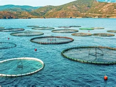 MBBR Biofilter ho an'ny trondro RAS: Ahoana no hanohanana ny kalitaon'ny rano